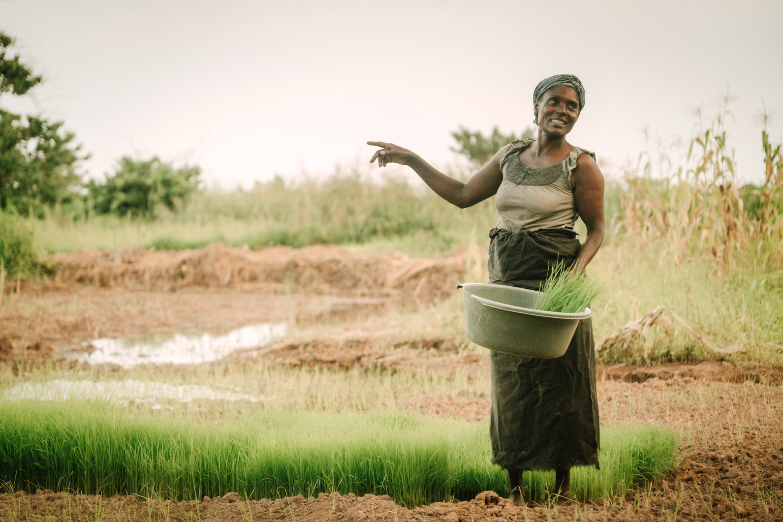 Woman planting rice in Africa