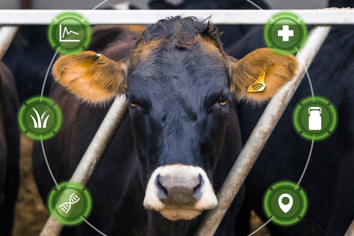 Agritech concept with dairy cow and overlaid graphics